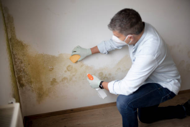 Best Mold-Related Health Consultation  in Woodbourne, PA